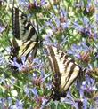 Two Pale Swallowtail Butterflies on one Salvia clevelandii Alpine. This sage has been been a wildlife magnet in the garden.