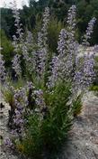Turricula parryi PoodleDog Bush