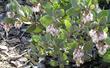 Arctostaphylos glandulosa adamsii, Adam's Manzanita in flower. - grid24_24