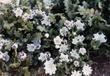 Nemophila maculata, Fivespot, is a popular annual wildflower, that grows  in the Sierra Nevada mountains and the Sacramento Valley.  - grid24_24