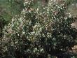 Arctostaphylos mariposa,  Mariposa Manzanita has masses of pink flowers on gray foliage.