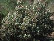 Arctostaphylos mariposa,  Mariposa Manzanita has masses of pink flowers on gray foliage. - grid24_24