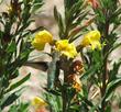 Hummingbirds visit the flowers of Oenothera hookeri, Evening Primrose. - grid24_24