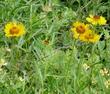 Helenium bigelovii,  Bigelows Sneezeweed, in a Sierra Meadow - grid24_24