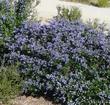 Ceanothus Celestial Blue is a very showy mountain lilac.