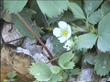 Fragaria virginiana ssp. platypetala (F. virginia), Western Alpine Strawberry, grows mostly in the mountains of California in moist areas in the forests. 