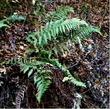 Dryopteris arguta Wood Fern
