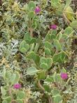 A beautiful combination of Abronia maritima, Sand Verbena, and Ambrosia chamissonis, Beach Bur, growing naturally on the central California coast. 