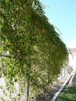 Vitis californica, California Grape on fence. - grid24_24