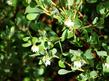 Arctostaphylos pilosula