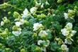 Malacothamnus palmeri involucratus Carmel Valley Bush Mallow - grid24_24