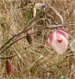 Calochortus albus rubeillus up by one of our water tanks. - grid24_24