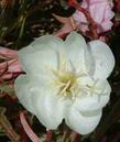 Oenothera caespitosa ssp. marginata, Evening Primrose, possesses the most wonderful fragrance, when the flowers emerge in the dusk of the evening.