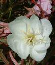 Oenothera caespitosa ssp. marginata, Evening Primrose, possesses the most wonderful fragrance, when the flowers emerge in the dusk of the evening. - grid24_24