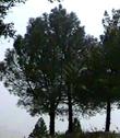Young Ponderosa pines on a ridge in the Sierras.