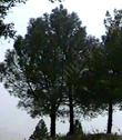 Young Ponderosa pines on a ridge in the Sierras. - grid24_24