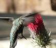 A hummingbird eating on the wing, sipping nectar from a flower of Cirsium occidentale var. venustum, Red Thistle. - grid24_24