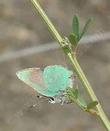 Lotus scoparius, Deerweed, is a larval food plant for the Bramble Hairstreak Butterfly.  - grid24_24