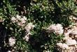 An old picture of ceanothus rodericki