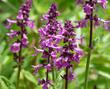 Stachys Chamisonnis has an amazing flower show - grid24_24