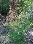 Thalictrum fendleri Mountain Meadow Rue