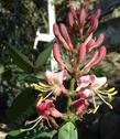 Lonicera hispidula, California Honeysuckle, has fragrant, muted pastel pink flowers and crawls up on other plants.