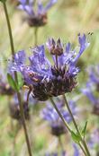 Salvia clevelandii, Winnifred Gilman has fragrant foliage and flowers. - grid24_24