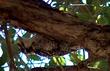 A woodpecker on a Quercus agrifolia, Coast Live Oak