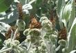 Eriodictyon tomentosum Woolly Yerba Santa., five Variable Checkerspots