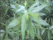 Salix goodingii San Joaquin Willow - grid24_24