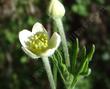 Anemone multifida, Pacific Anemone flower