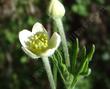 Anemone multifida, Pacific Anemone flower - grid24_24