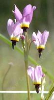 Dodecatheon clevelandii, Padre's Shooting Star, blooms in late winter in San Luis Obispo county, California. - grid24_3