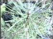 Pinus washoensis,  Washoe Pine, is shown here in an old photo, at the nursery in Santa Margarita, California. - grid24_24