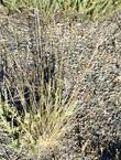 Stipa cernua, Nodding needlegrass is a little perennial - grid24_24