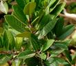 Rhamnus californica,  Tranquil Margarita Coffeeberry.