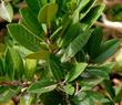 Rhamnus californica Tranquil Margarita Tranquil Coffeeberry
