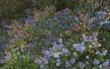 Concha Ceanothus has very diverse colors.