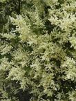 Adenostoma fasciculatum (Chamise or Greasewood) in flower., Much maligned for flammability, it's less flammable than most garden plants.