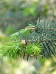 The light-green new growth of Abies bracteata, Santa Lucia Fir. - grid24_24