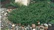 An old photo of Arctostaphylos Carmel Sur - grid24_24