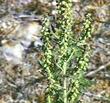 Ambrosia psilostachya Western Ragweed