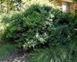 Arctostaphylos Sunset manzanita - grid24_24