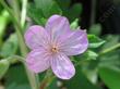 Geranium viscosissimum, Sticky Geranium, has pretty pink flowers and sticky, distinctive attractive leaves.
