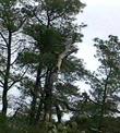 Pinus torreyana, Torrey Pine, is photographed in this photo, at Torrey Pines State Park, California.  - grid24_24
