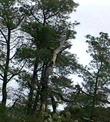 Pinus torreyana, Torrey Pine, is photographed in this photo, at Torrey Pines State Park, California. 