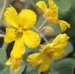 Senna covesii, Coues' Cassia flowers - grid24_24