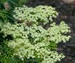 Elderberry, Mexican Elderberry, Western Elderberry flowers