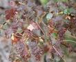 Rhus trilobata, Squaw Bush Sumac with leaf color.