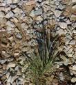 Stipa coronata depauperata Parsh's Needle Grass - grid24_24